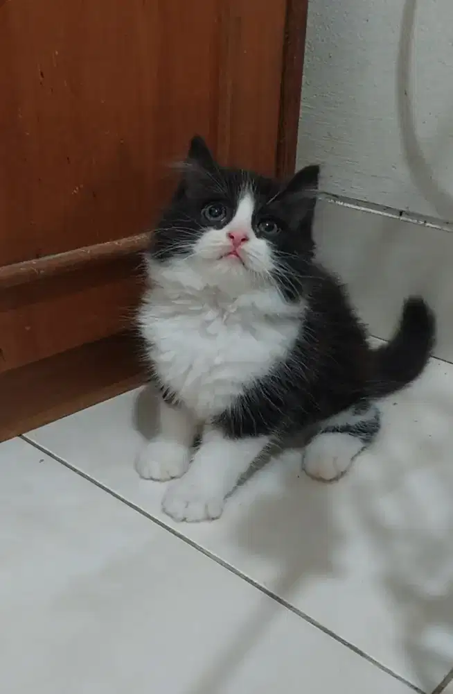 Kucing british shorthair mix ragdoll kitten bsh mix ragdoll