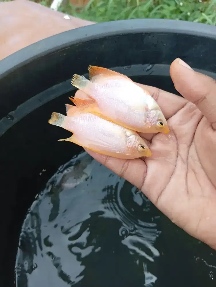 Bibit gurame padang