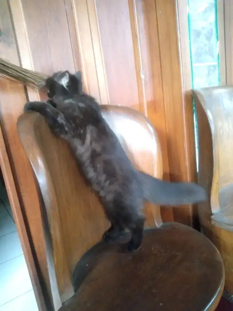 kitten kucing ras persia betina 3 bulan