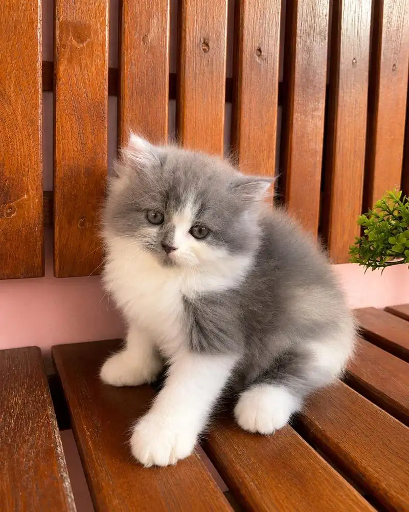 KITTEN PERSIAN LONGHAIR FLATNOSE MUNCHKIN NS BULU KAPAS
