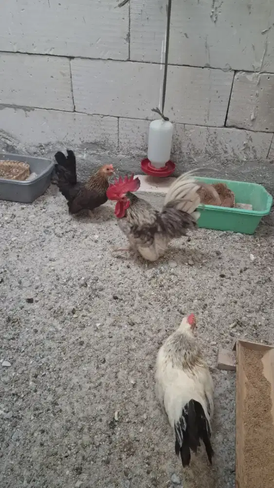 Ayam kate pasangan