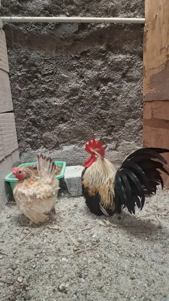 Ayam kate pasangan