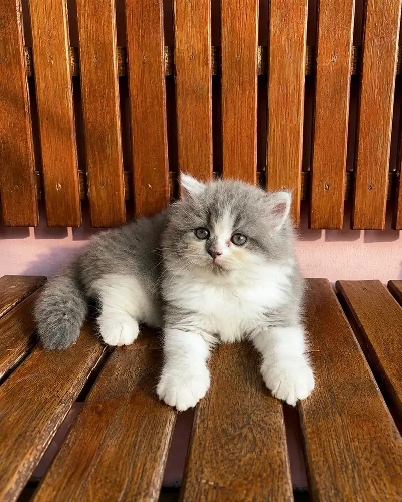 KITTEN PERSIAN FLATNOSE LONGHAIR BULU KAPAS MUNCHKIN NS