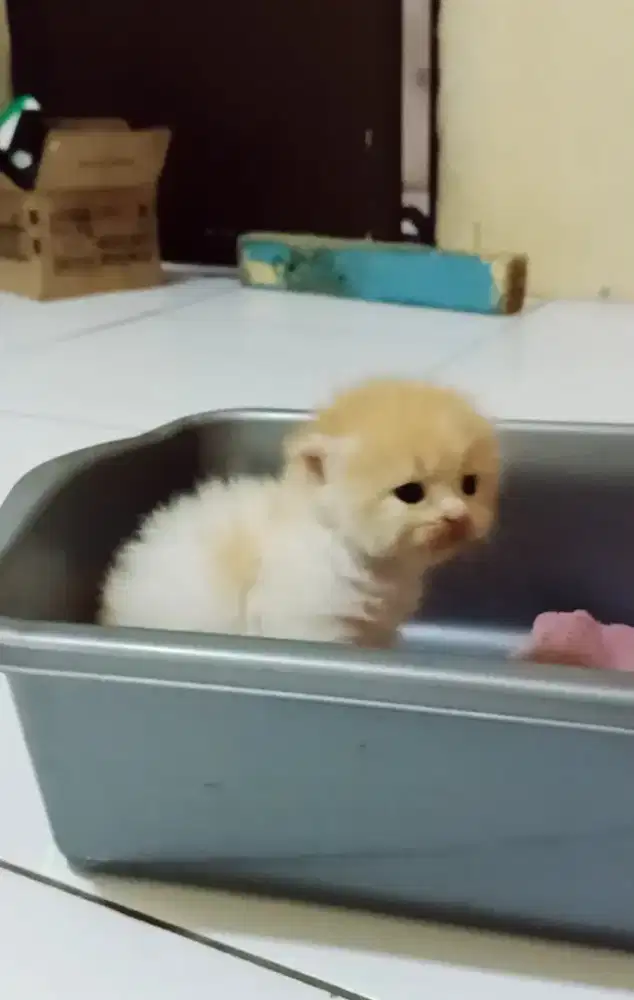 Kitten Persia flatnose