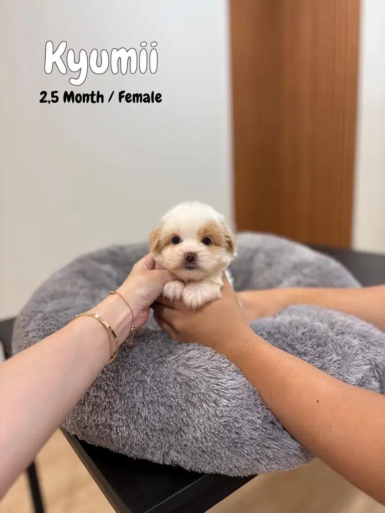 Maltipoo Female , korean maltipoo maltese poodle pudel anjing lucu