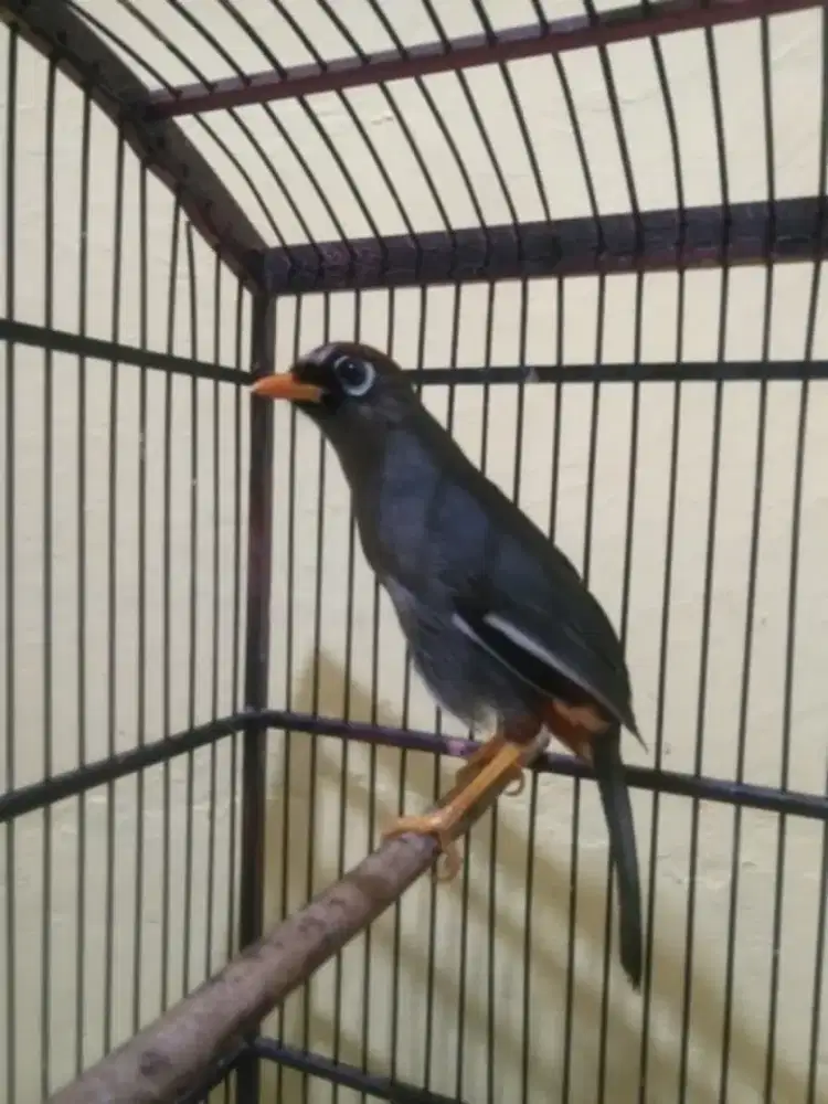 Poksay Mandarin harian bunyi ngebass