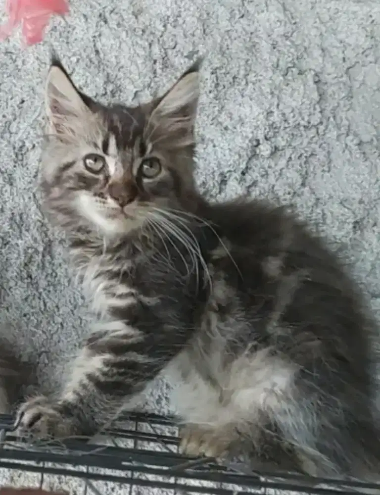 Kucing kitten Mainecoon pure nonped 3 bulan mantap
