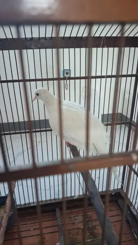 Tekukur albino mata merah