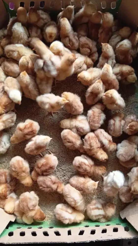 DOC Ayam Petelur Murah