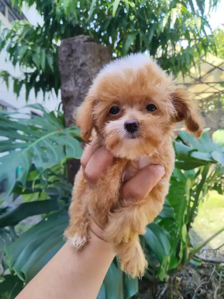Anak anjing tiny poodle size mini