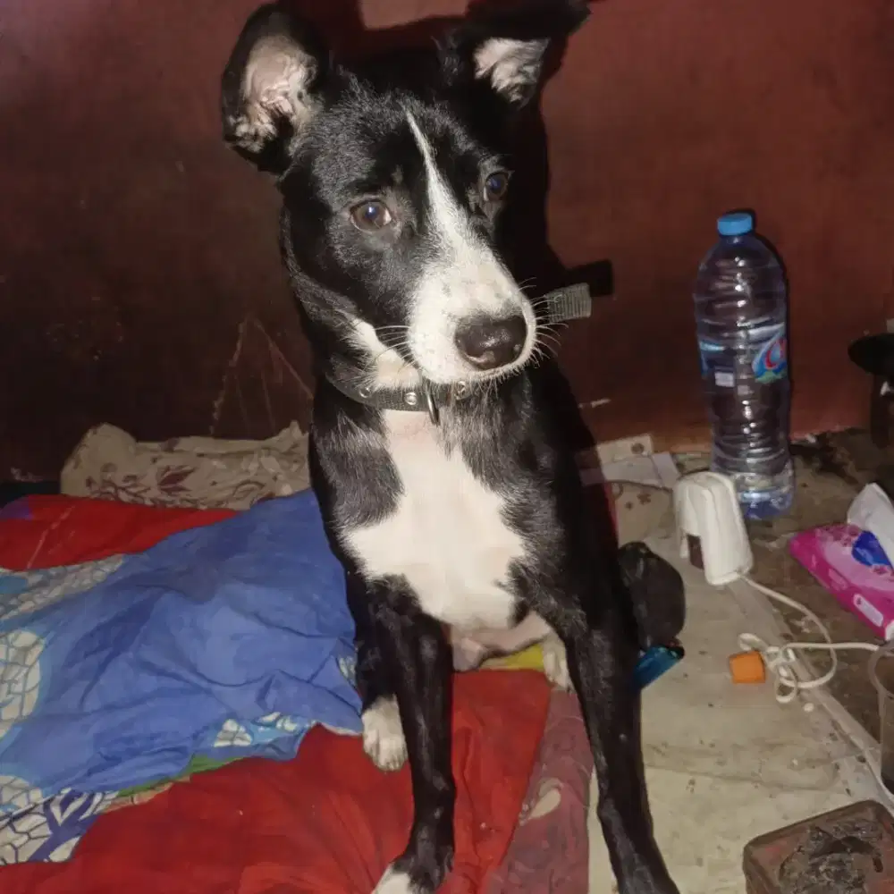 Hewan dog lens ini borador
