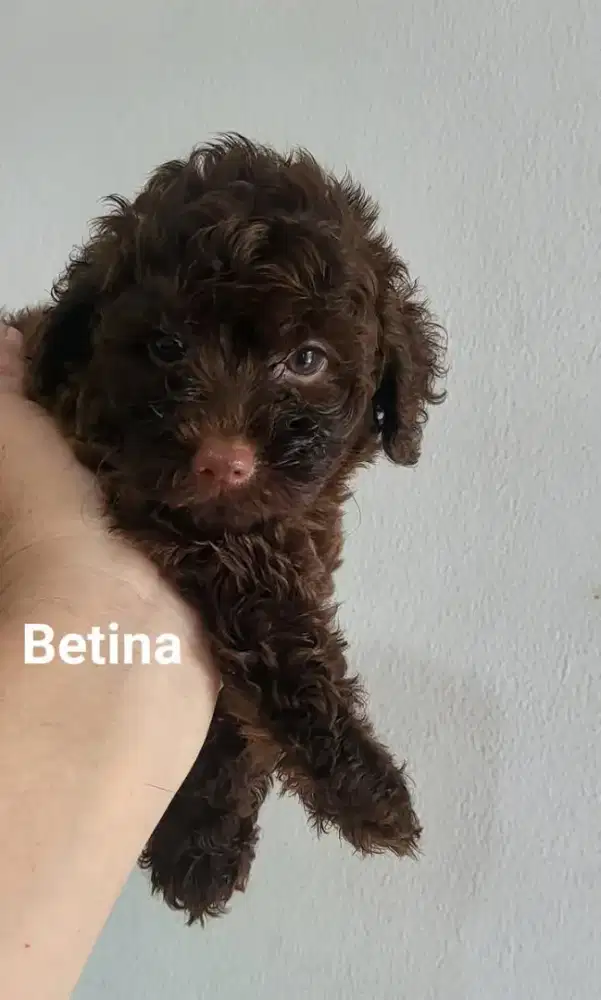 Anakan poodle Choco