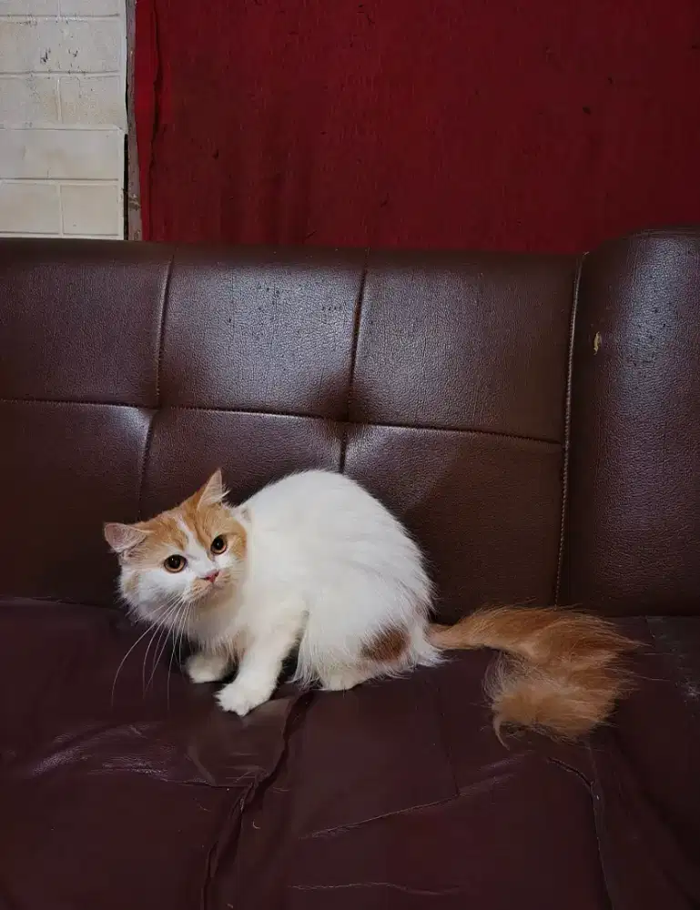 Persia Longhair betina mau masuk birahi