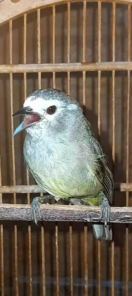 BURUNG CAK GENTONG GACOR NGOCEH NGEROBIN