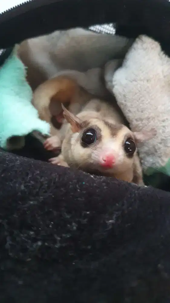 sugar glider mozaik