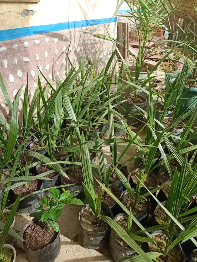 Bibit Kurma Pilihan