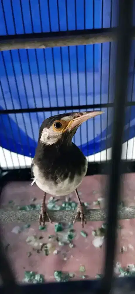 Paud jalak suren