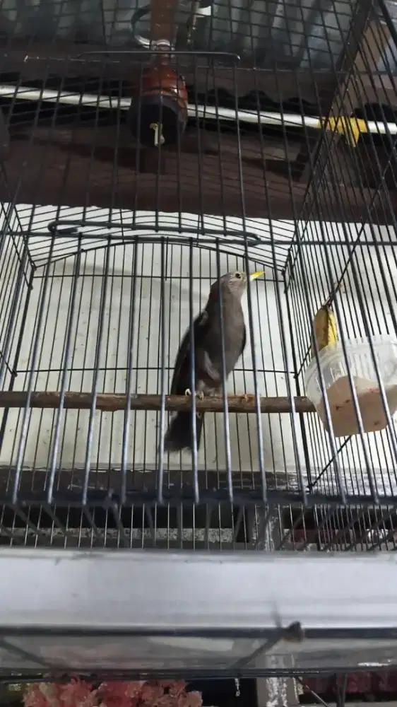 Burung jalak lawu asli gunung lawu jarang ada pur total bunyi rawatan