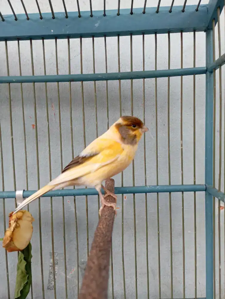Burung Kenari bon simetris Gacor
