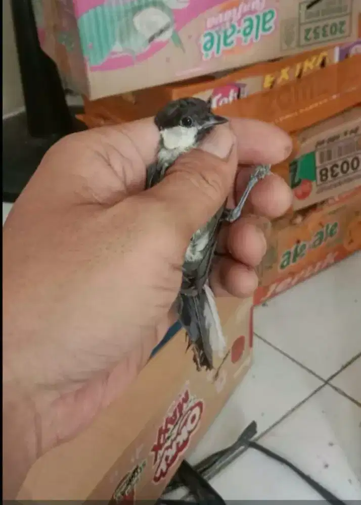 Gelatik batu udah ngepur