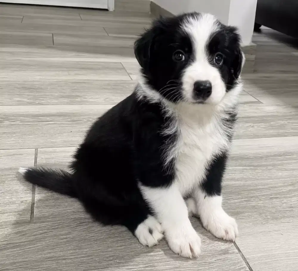 ANJING BORDER COLLIE