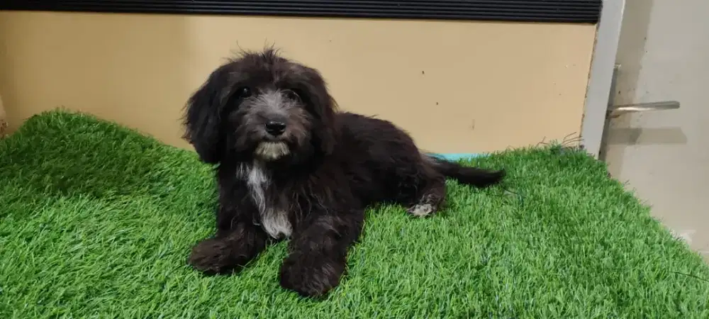 Anak anjing Maltipoo