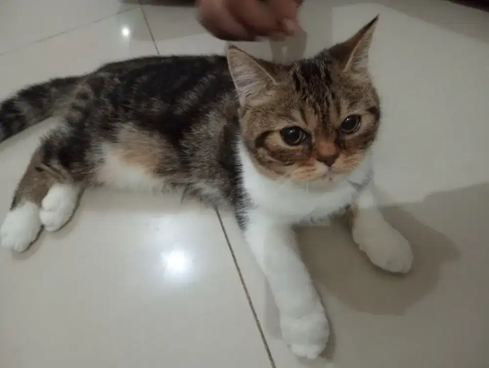 Kitten Scottish straight