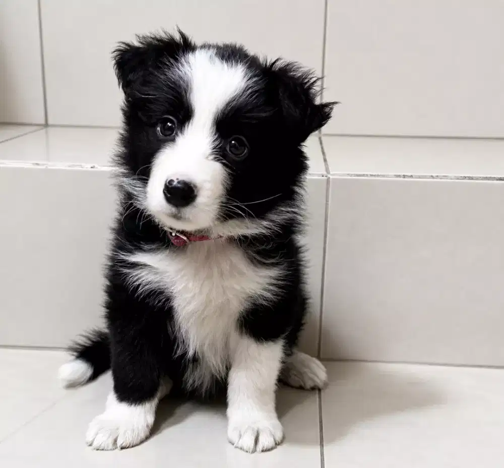 ANJING BORDER COLLIE