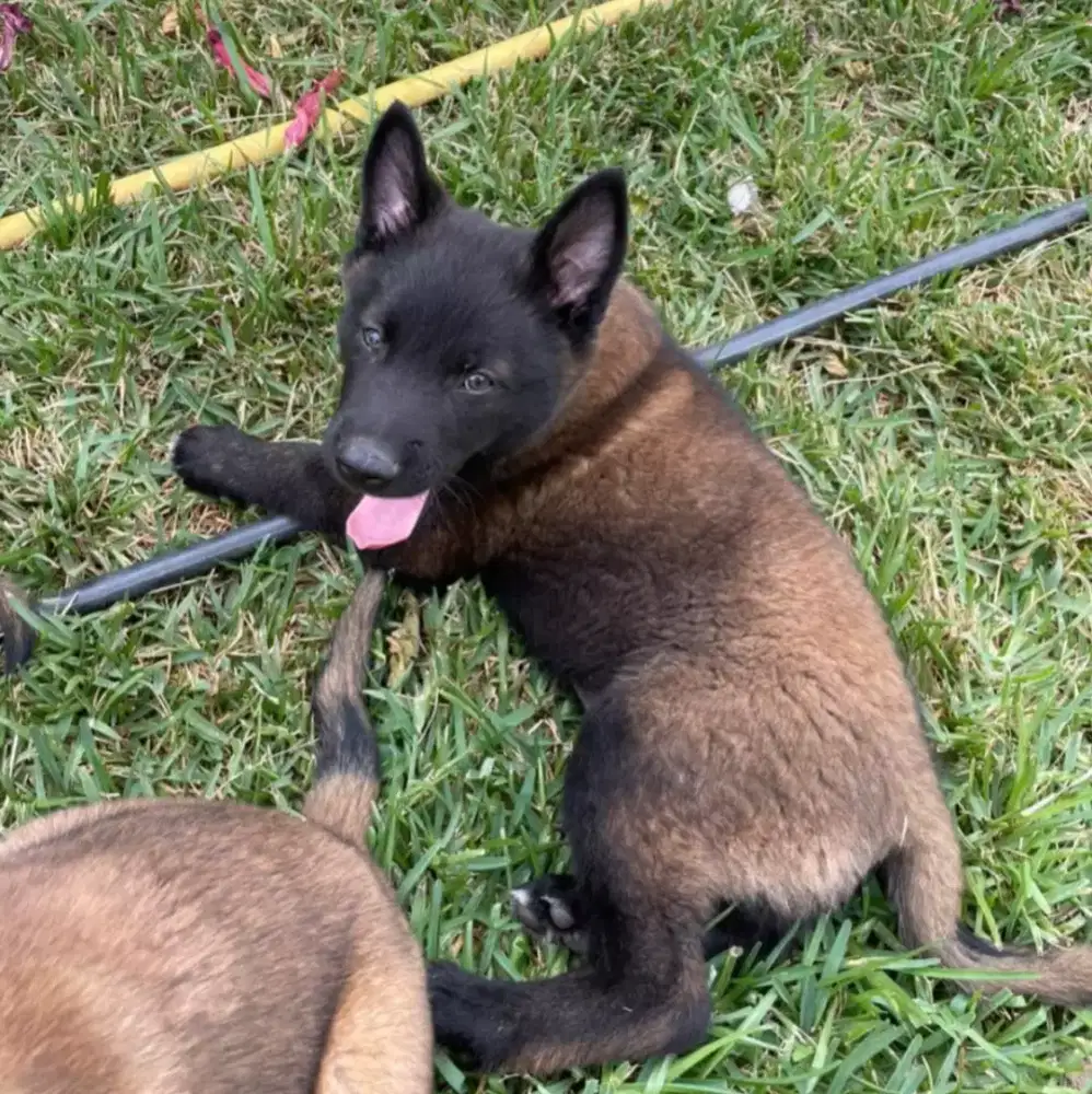 ANJING BELGIAN MALINOIS