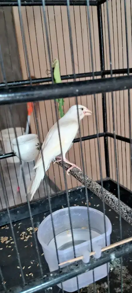 3 Kenari Putih Polos dan Orange