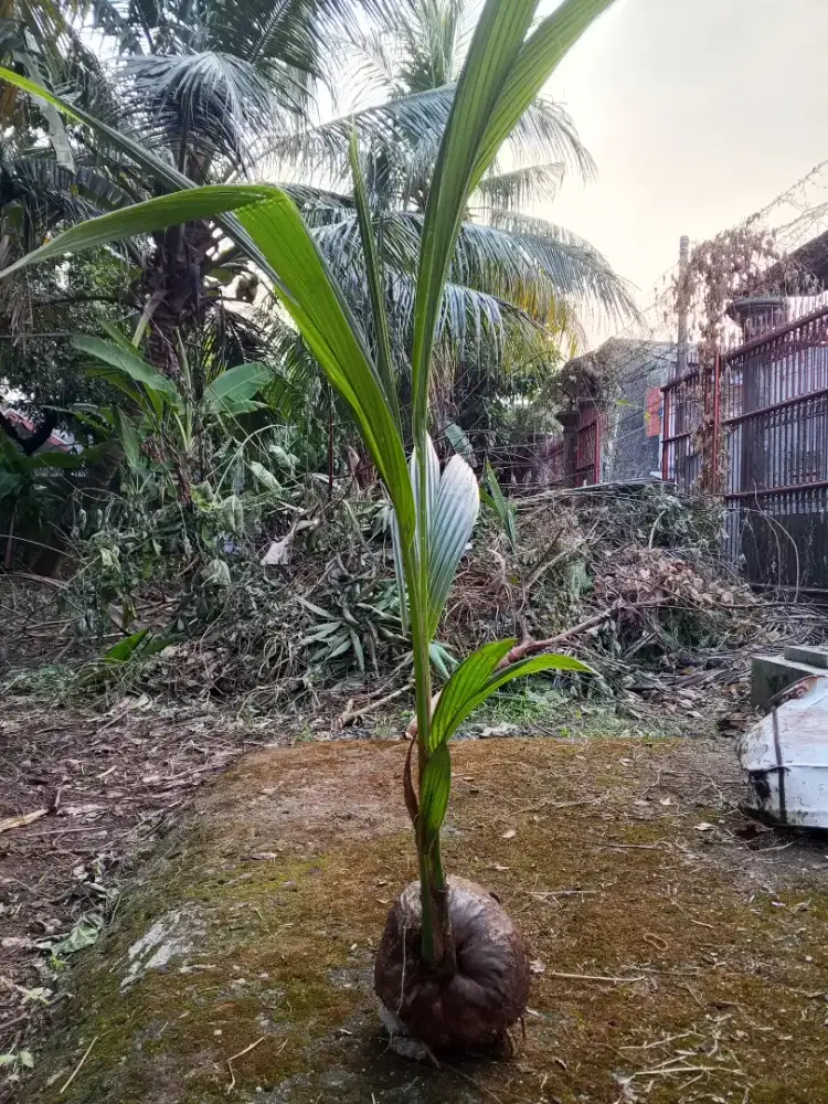 Jual bibit kelapa hijau dan kuning