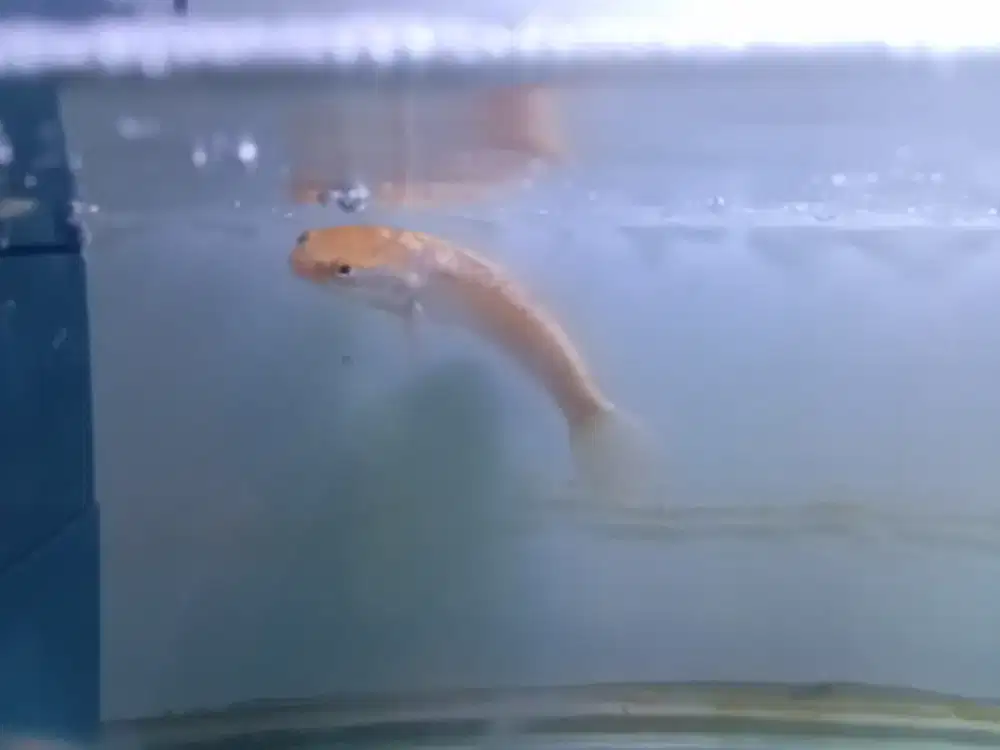Golden pulchra full set ukuran ikan 20cm