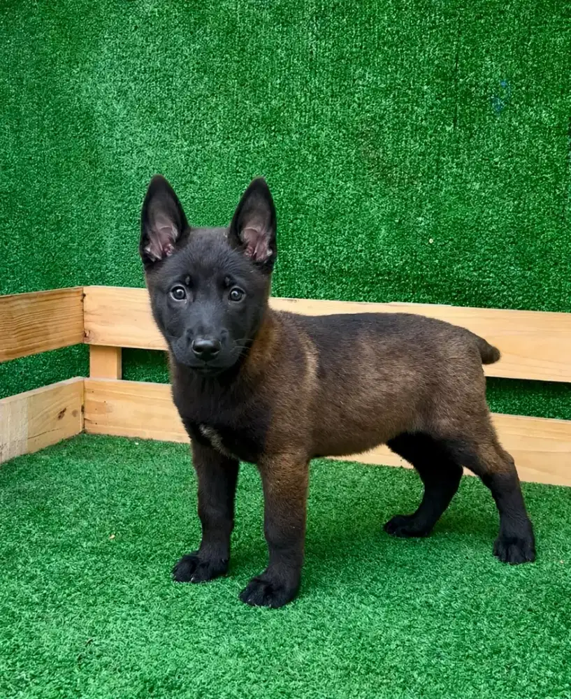 ANJING BELGIAN MALINOIS