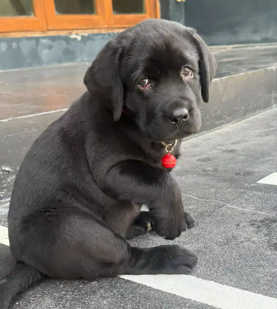 ANJING LABRADOR RETRIEVER