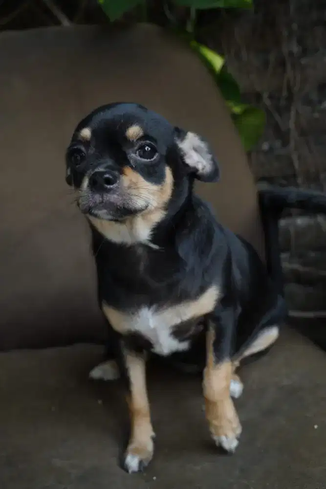 Mini Chihuahua Betina STB