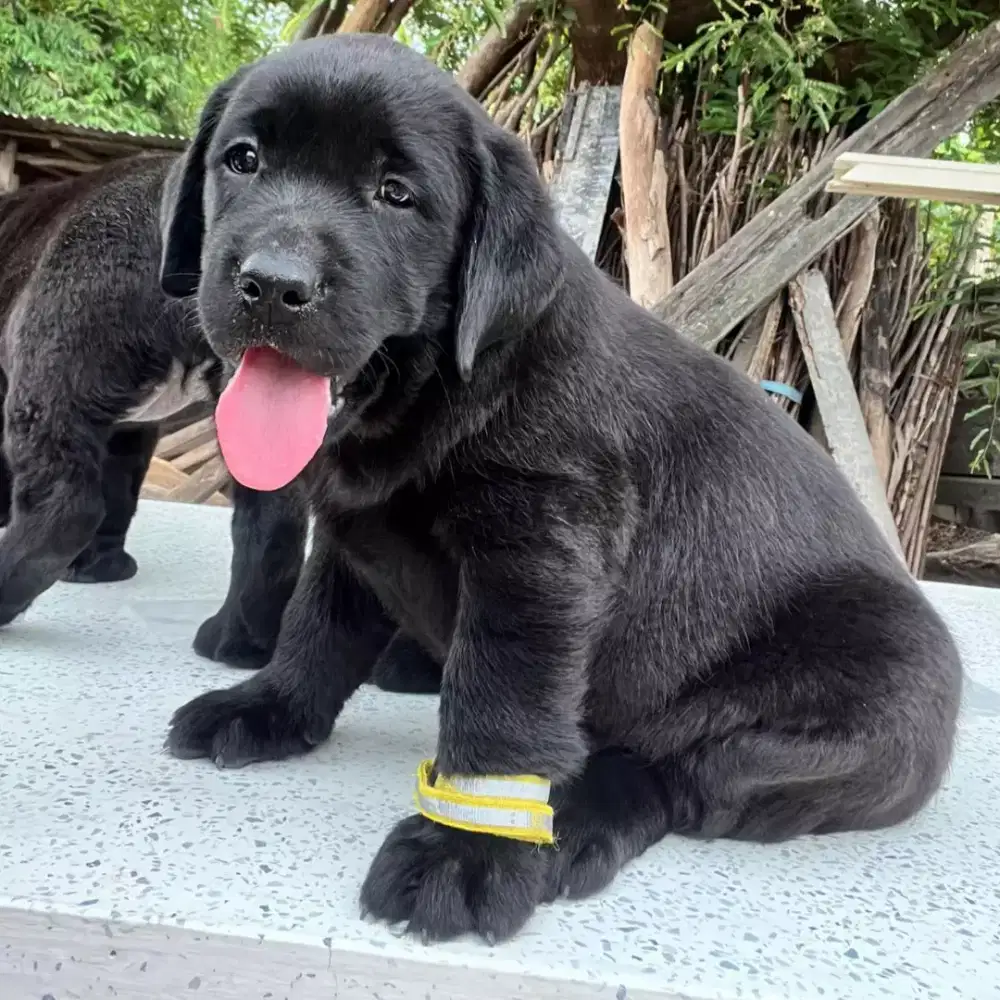 ANJING LABRADOR RETRIEVER