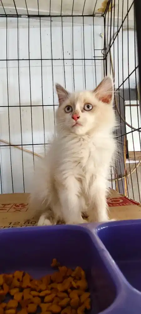 kitten ragdoll betina