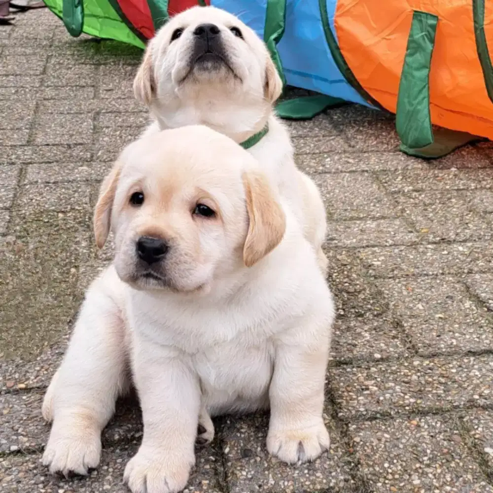 ANJING LABRADOR RETRIEVER