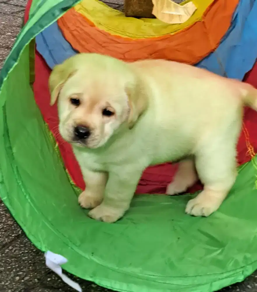 ANJING LABRADOR RETRIEVER