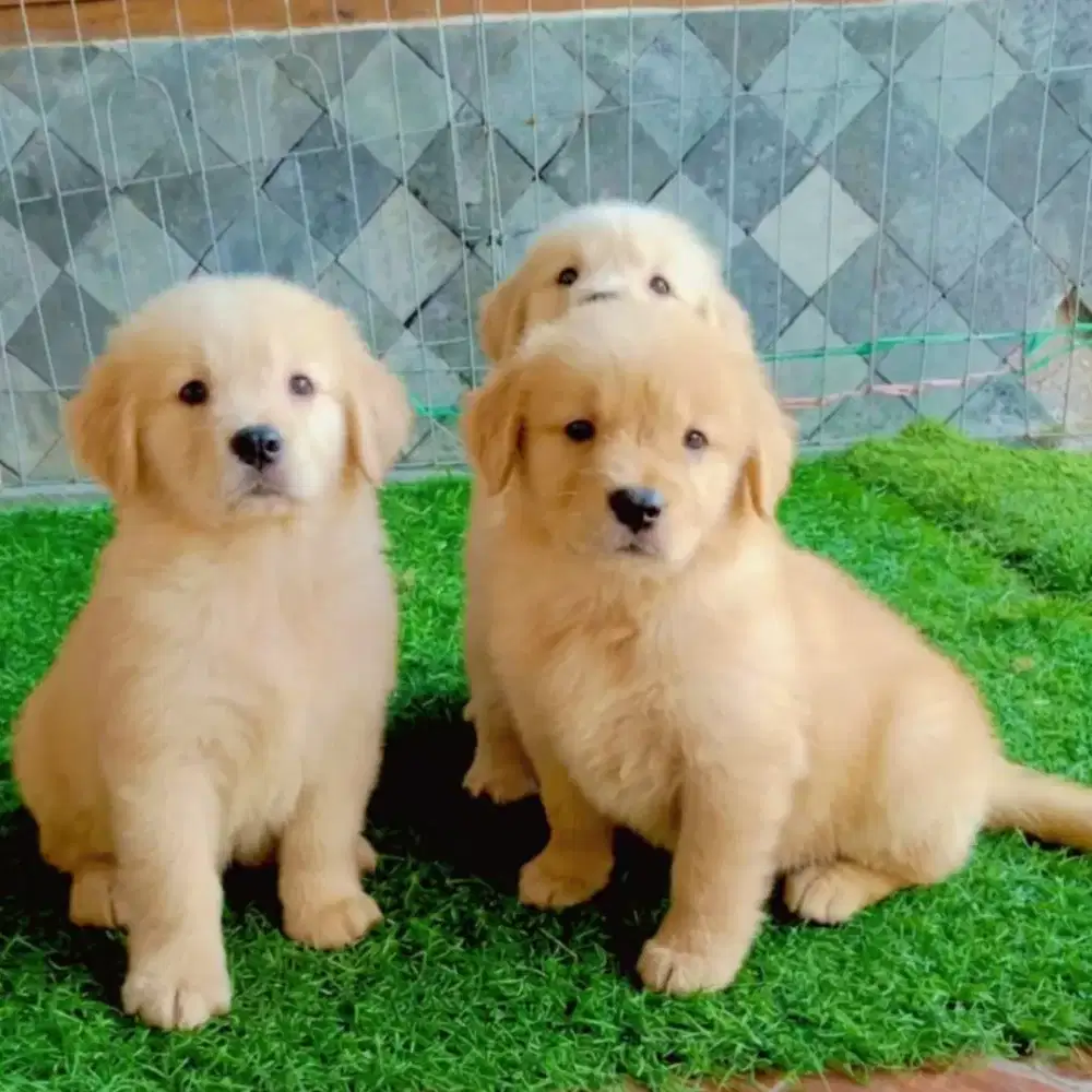 ANJING GOLDEN RETRIEVER
