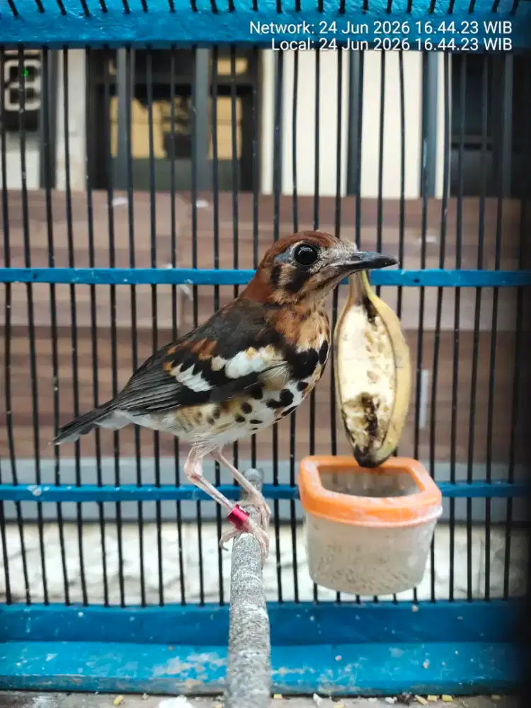 Burung anis kembang trotolan mulus jinak