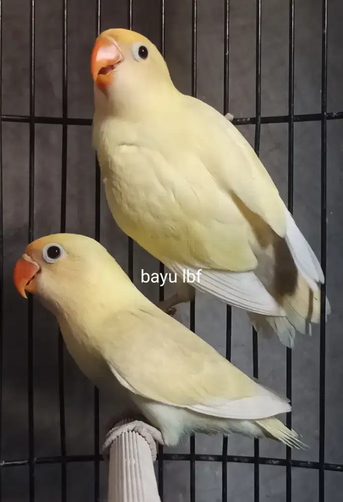 Burung Lovebird love bird PB Pastel/ino/aqua paud sepasang