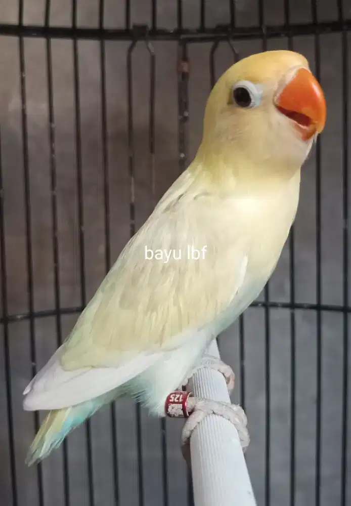 Burung Lovebird love bird PB Pastel/ino/aqua paud sepasang