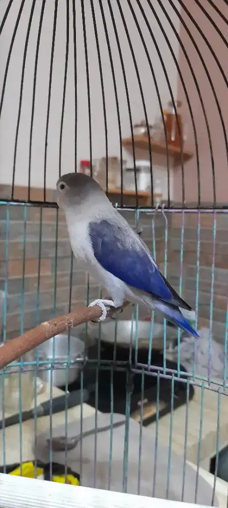 Burung lovebird