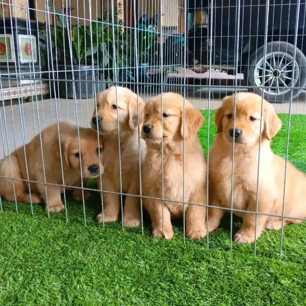 ANJING GOLDEN RETRIEVER