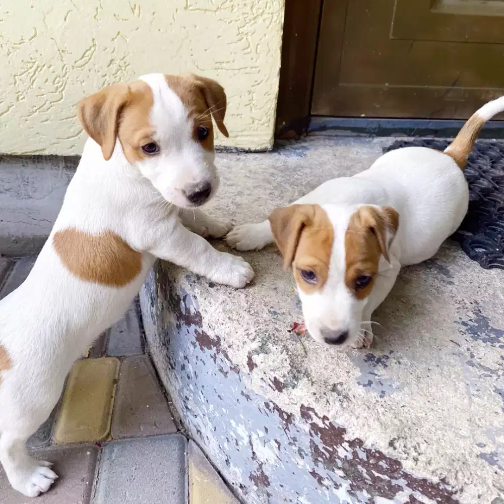 ANJING JACK RUSSELL