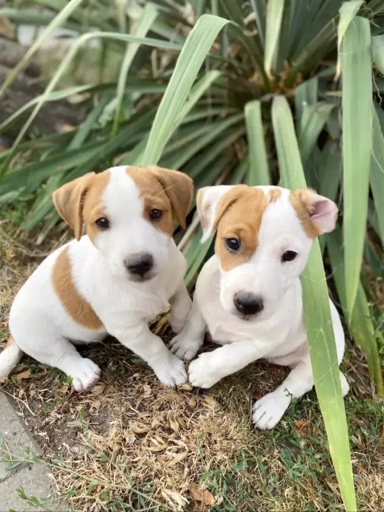 ANJING JACK RUSSELL TERRIER