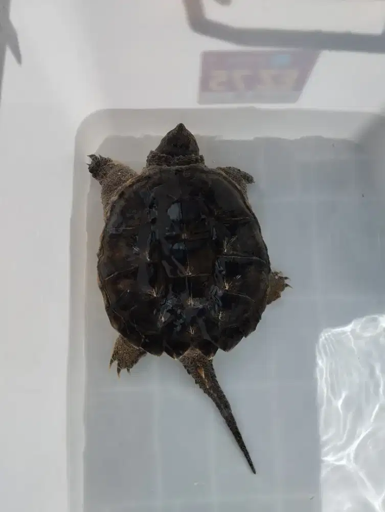 Common snaping turtle