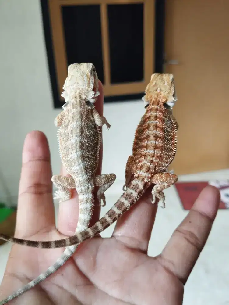 Bearded dragon baby up