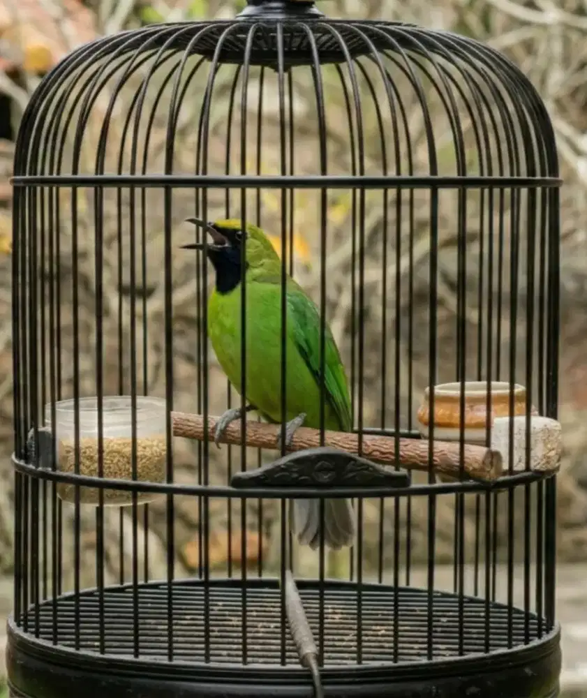 Jual cucak ijo gacor